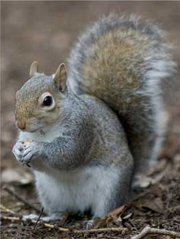 அணில் - Squirrel : விலங்குகள், Animals, அடிப்படைத் தகவல்கள், Basic  Information