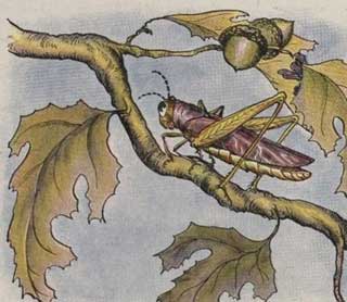 Aesop Fables