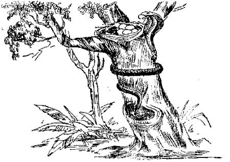 Panchathanthrak Kathaigal