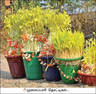 முளைப்பாரி சடங்கு