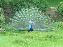 Peacock