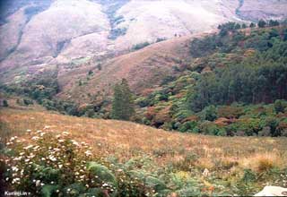 Kurinji Land Kurinji Land
