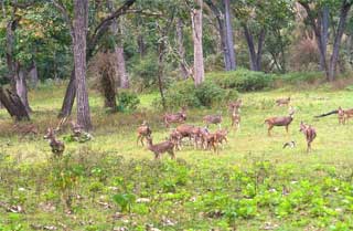 Mullai Land