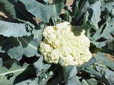 cauliflower