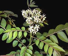 curry leaf