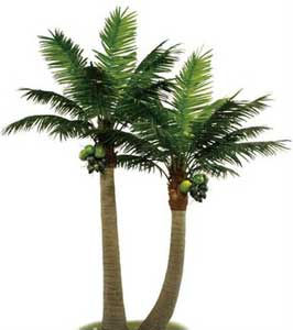 Monocotyledons Family - Coconut Tree