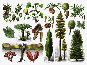 Gymnosperm