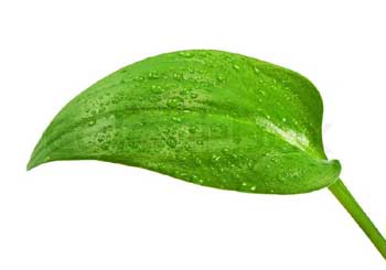 Leaf