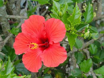 Dicotyledons Family - Malvaceae