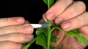 Plant Technologies