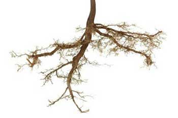 Root