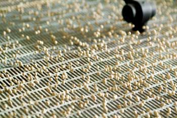Seed Processing