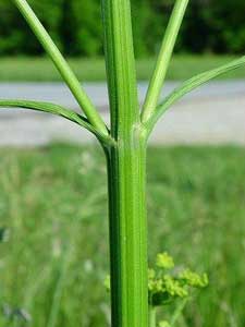Stem
