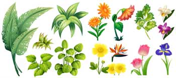 Taxonomy