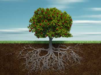 Soil and Tree
