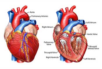 Heart