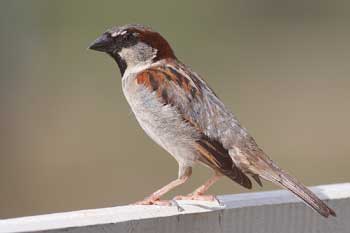 Common names of some birds