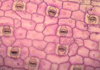 Cell and Tissue