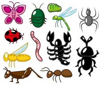 Invertebrate