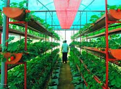 Agri Collage