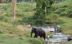 Anaimalai