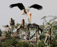 bird