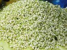 Madurai Jasmine