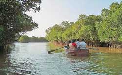 Pichavaram