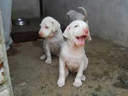 Rajapalayam Dogs