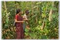 Tamilnadu Forests